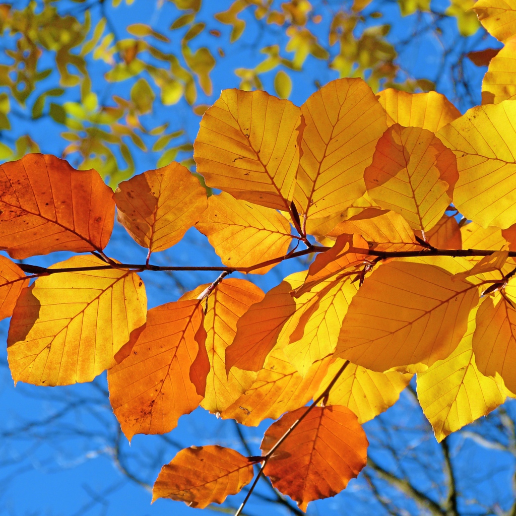 Ветка с желтыми листьями под голубым осенним небом