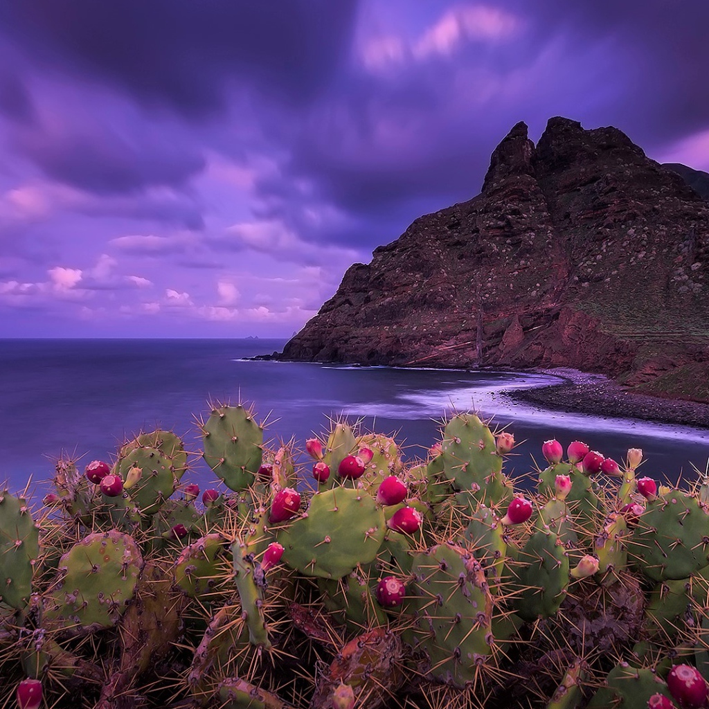 Кактусы на побережье на фоне красивого фиолетового неба