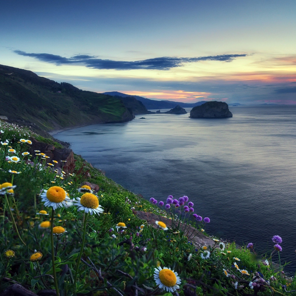 Ромашки на холме у океана 