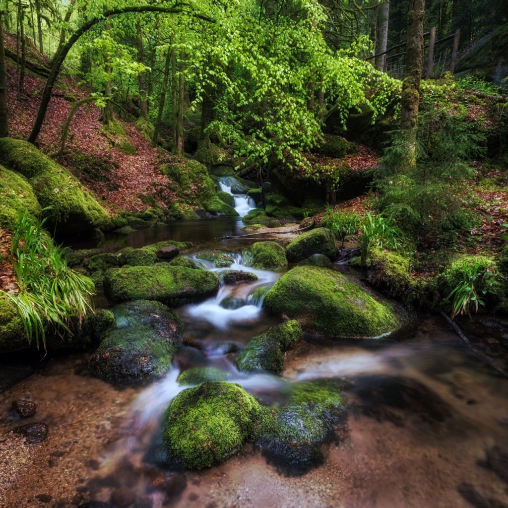 Чистый лесной ручей среди деревьев 