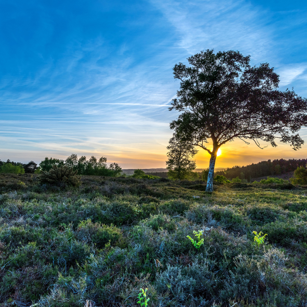 Рассвет солнца в красивом голубом небе над полем