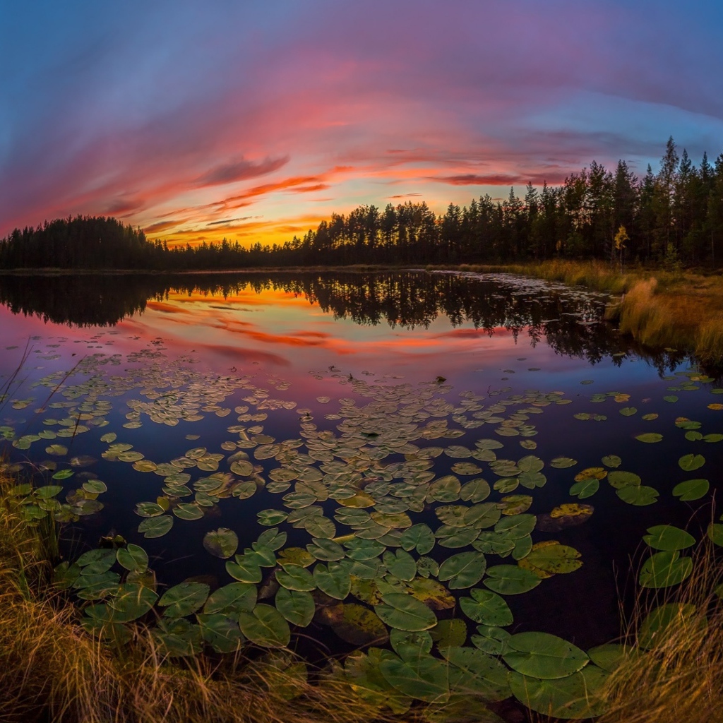 Сухая трава на берегу озера под красивым небом на закате солнца осенью