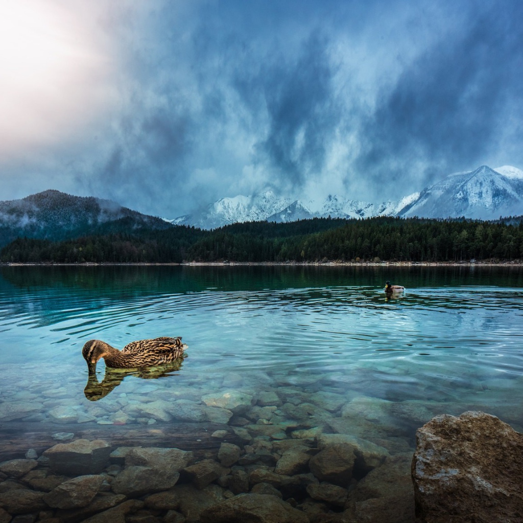 Утки плавают в чистой воде горного озера 