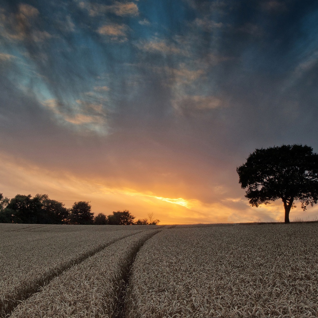 Поле пшеницы летом под красивым небом на закате солнца
