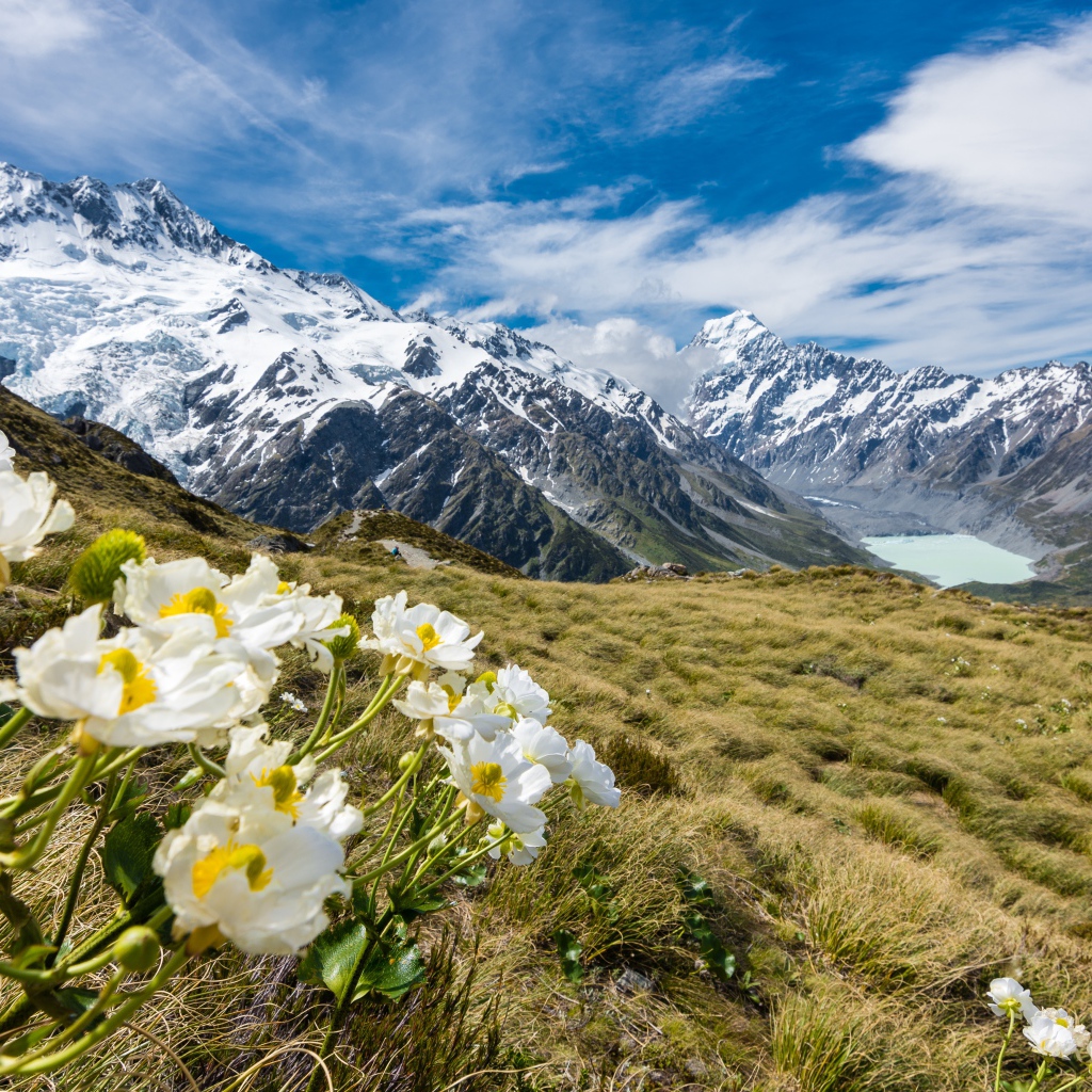 Цветы лютики на горе Маунт-Кук, Национальный парк в Новой Зеландии 