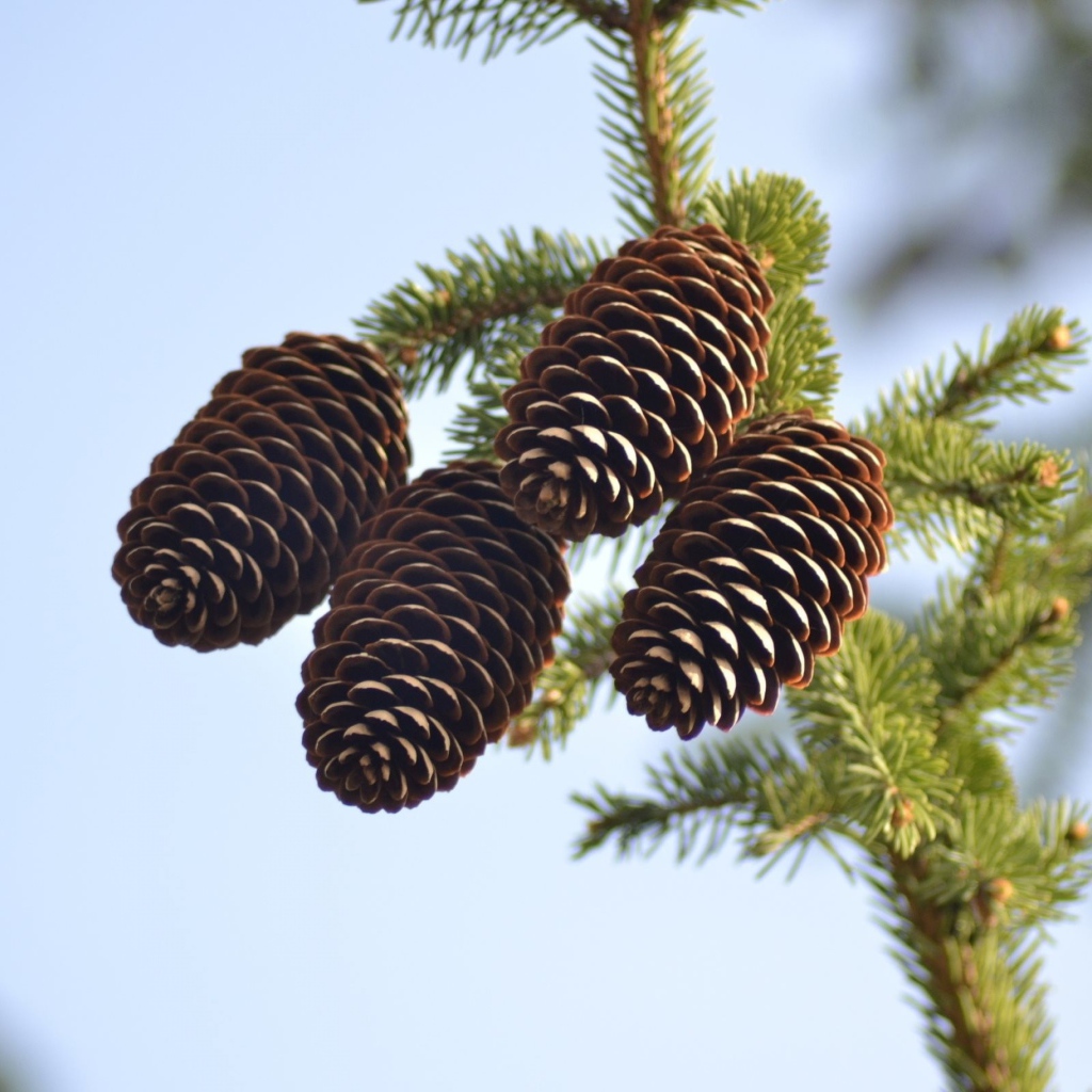 Четыре больших шишки на зеленой еловой ветке