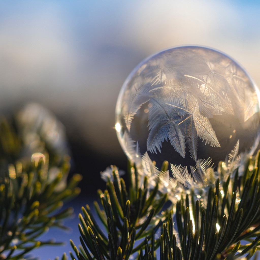 Замерзший мыльный пузырь на еловой ветке зимой
