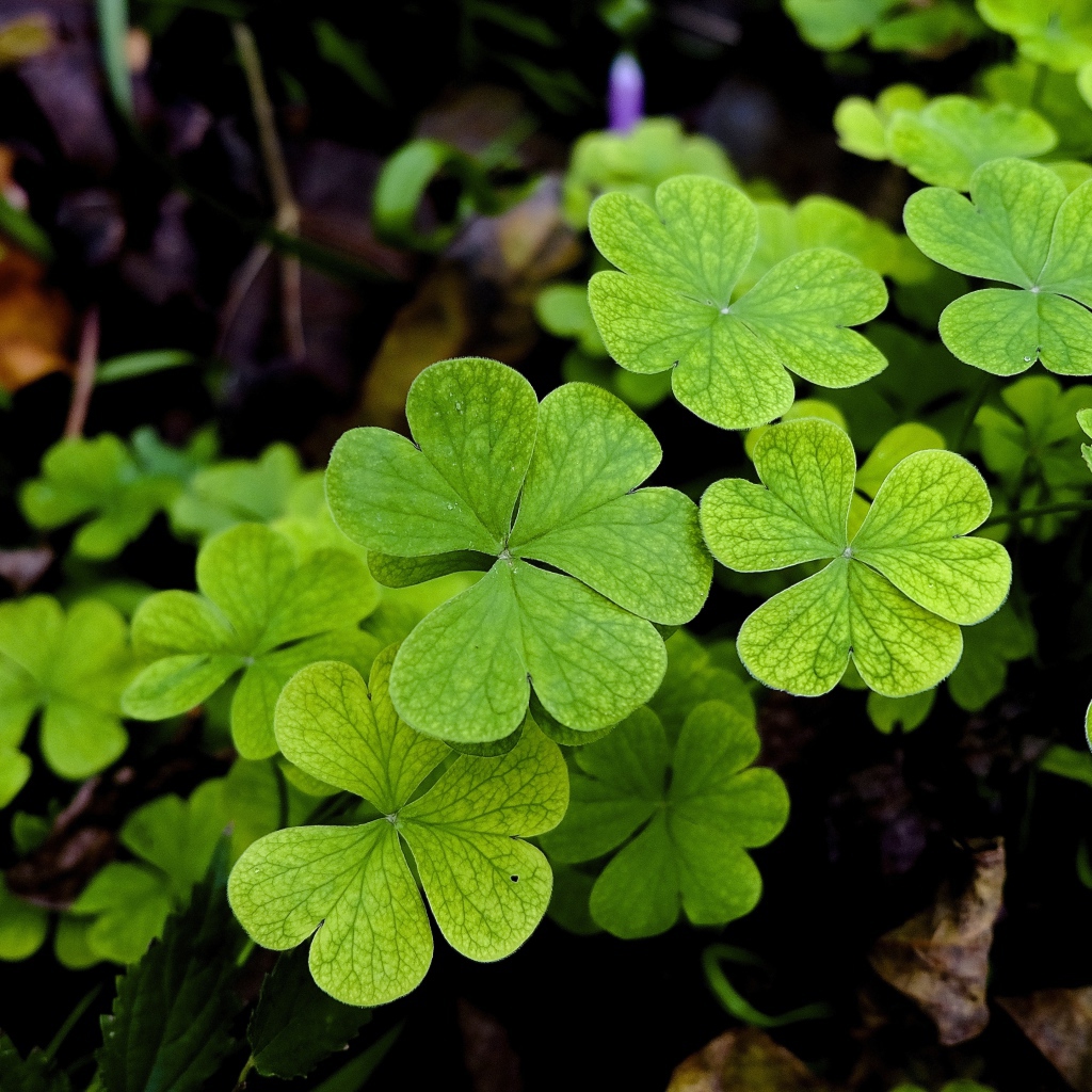 Зеленые листья клевера крупным планом