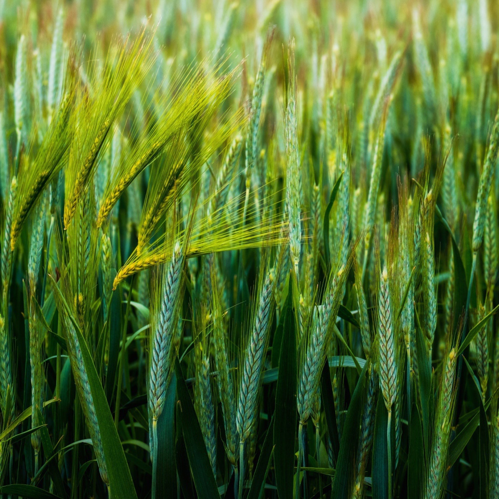 Зеленые колосья пшеницы в поле 