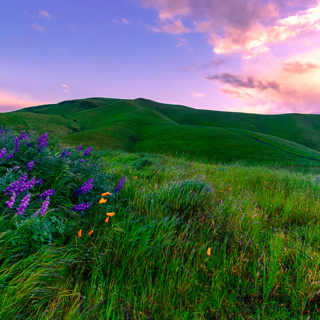 Зеленые луга, Калифорния. США 