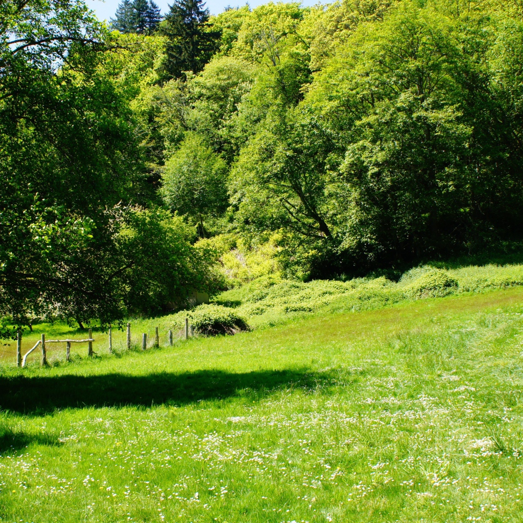 Зеленые деревья и трава летом 