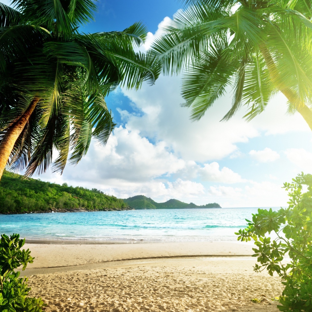 Высокие зеленые пальмы на берегу океана