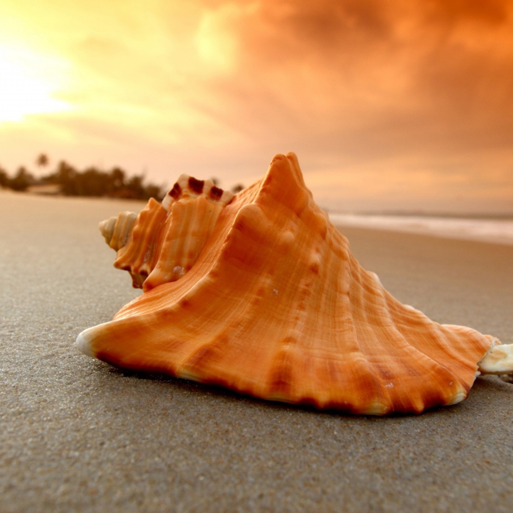 Большая ракушка лежит на горячем песке на закате солнца