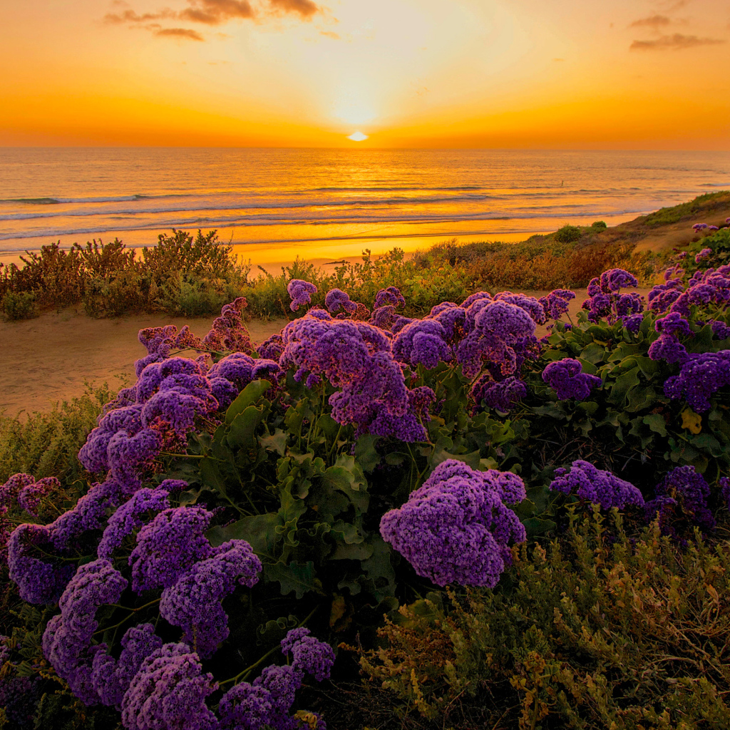 Сиреневые цветы на берегу океана на закате 