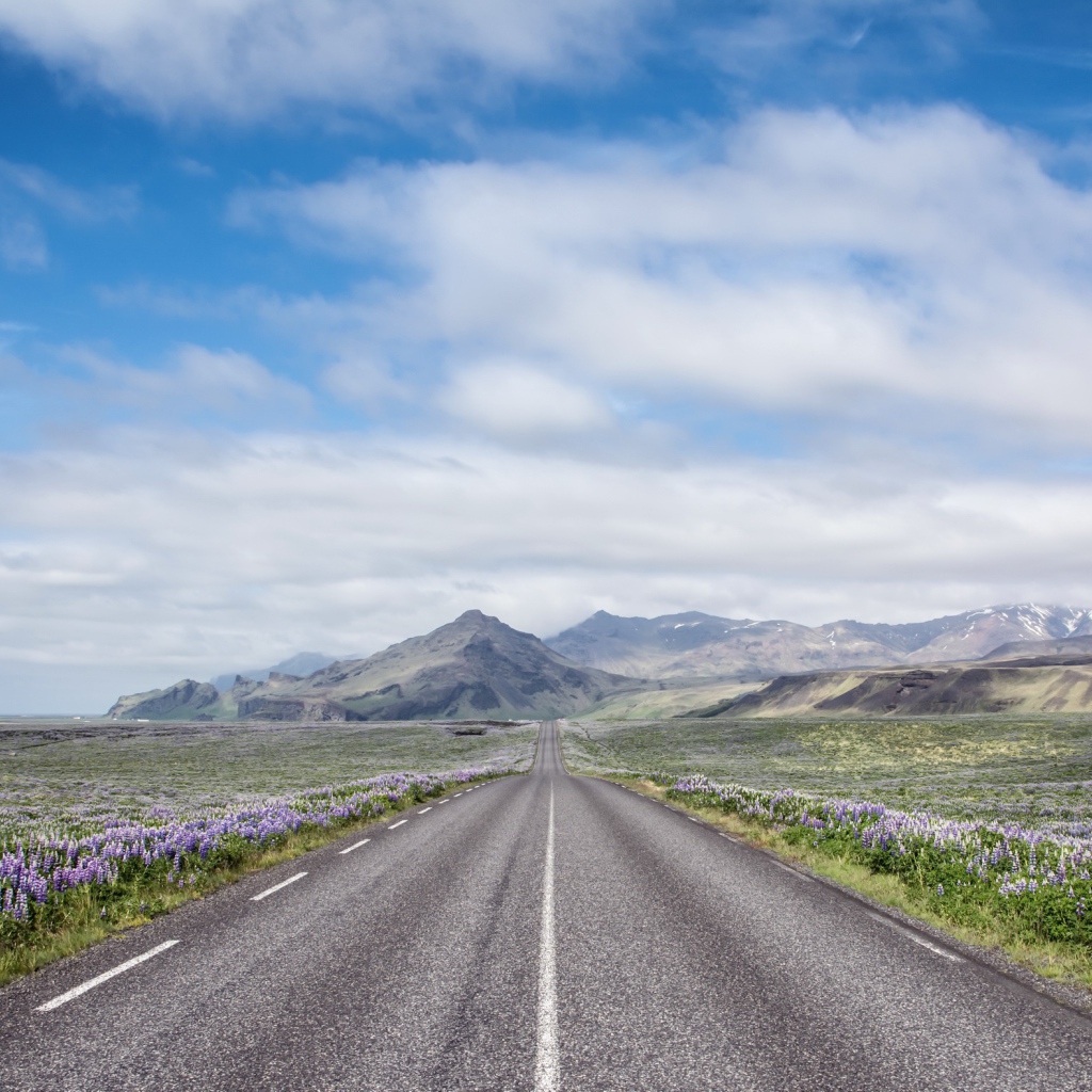 Цветы люпины у дороги под красивым небом