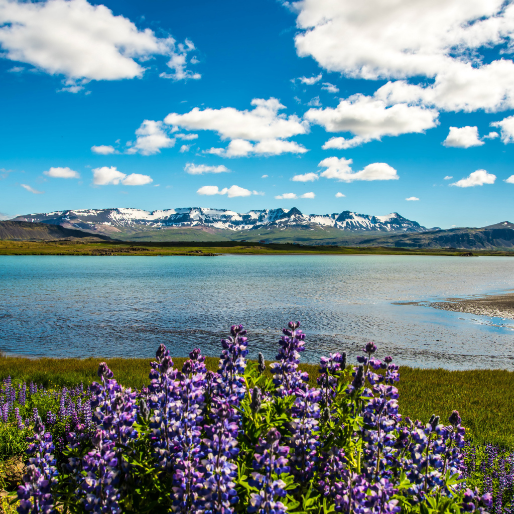 Люпины на берегу озера под красивым небом на фоне гор в Исландии