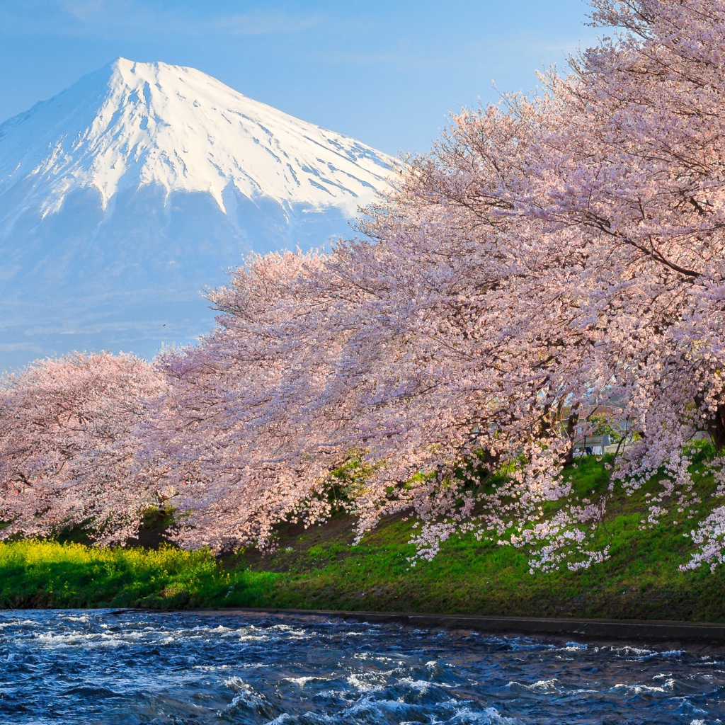 Розовые цветущие деревья сакуры у реки на фоне горы Фудзи, Япония