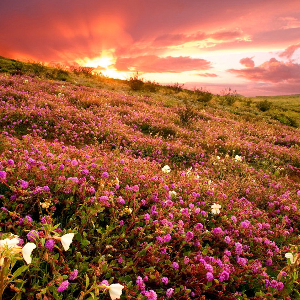 Розовые полевые цветы на фоне заката 
