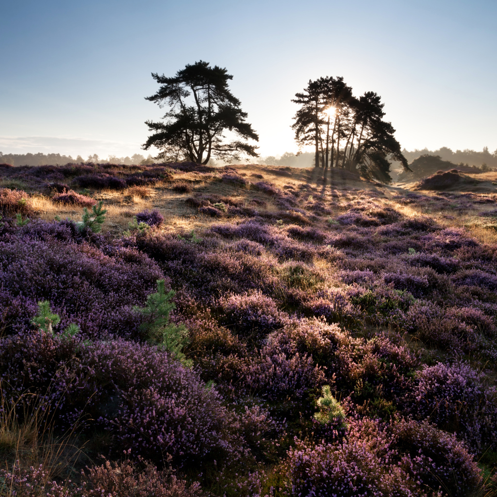 Лиловые полевые цветы и деревья в лучах солнца на рассвете