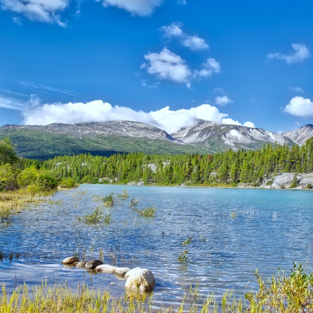 Летний пейзаж природы Аляски 
