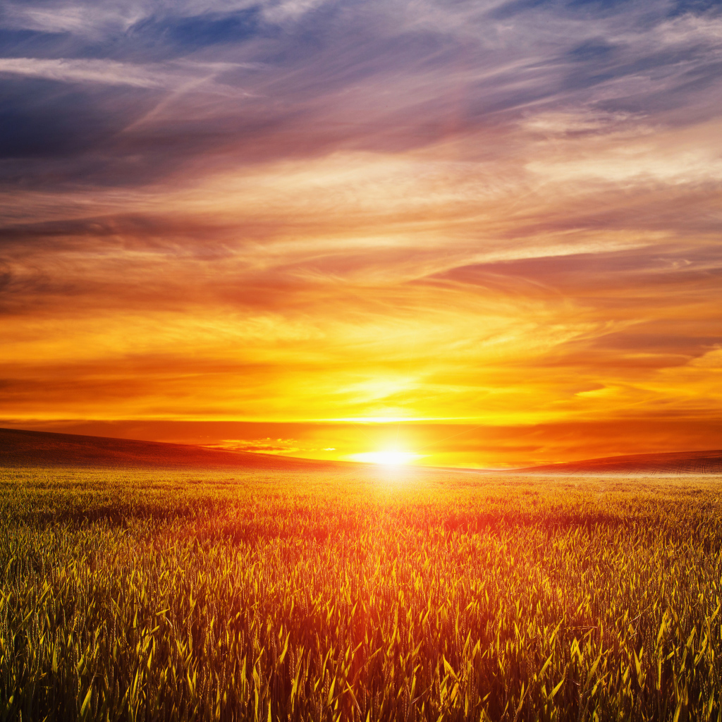 Закат летнего солнца над пшеничным полем 