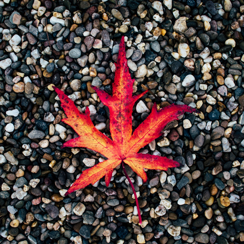 Опавший желтый лист лежит на мелких камнях