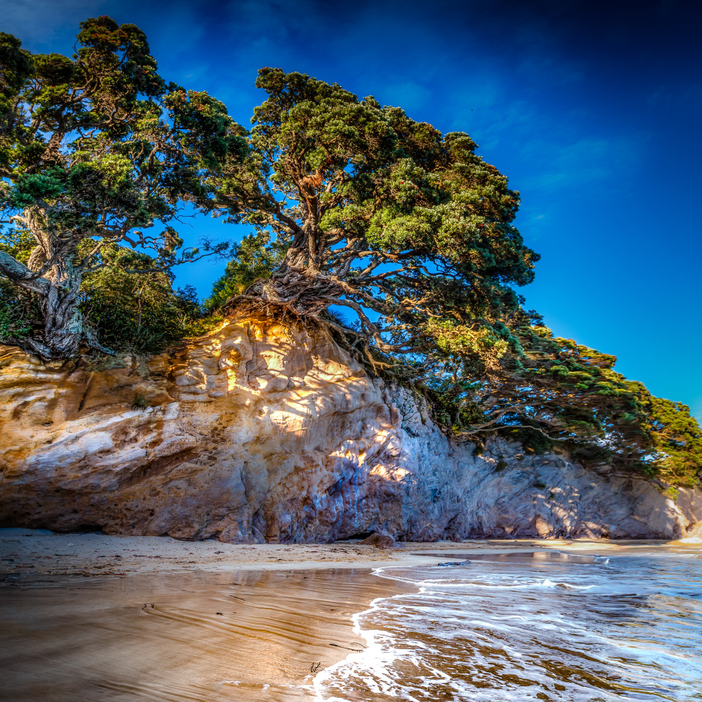 Деревья на склоне скалы у океана 