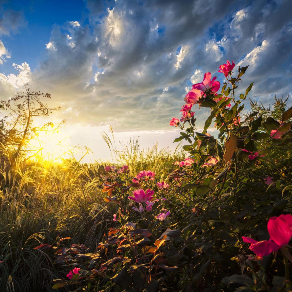 Теплые солнечные лучи падают на цветы на рассвете