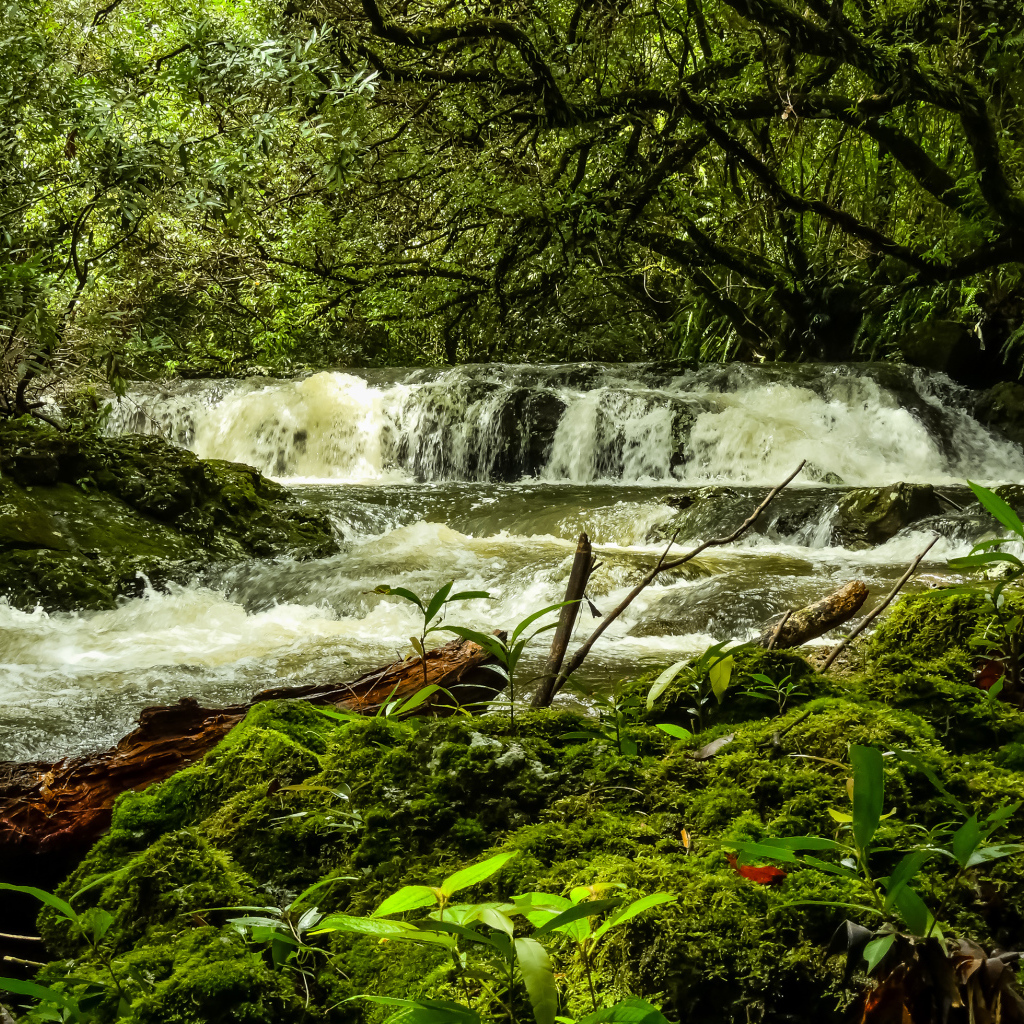 Водопад в лесу между деревьев, Франция 