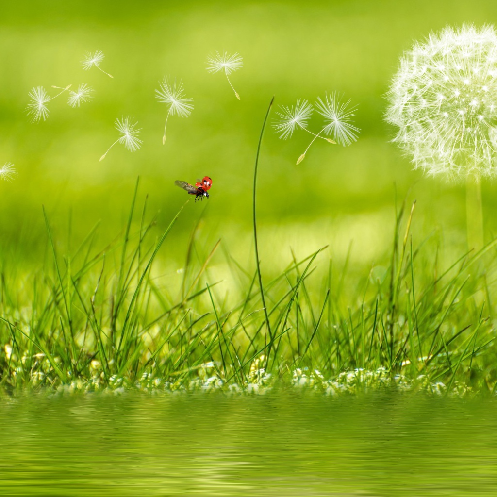 Белый одуванчик с зеленой травой у воды