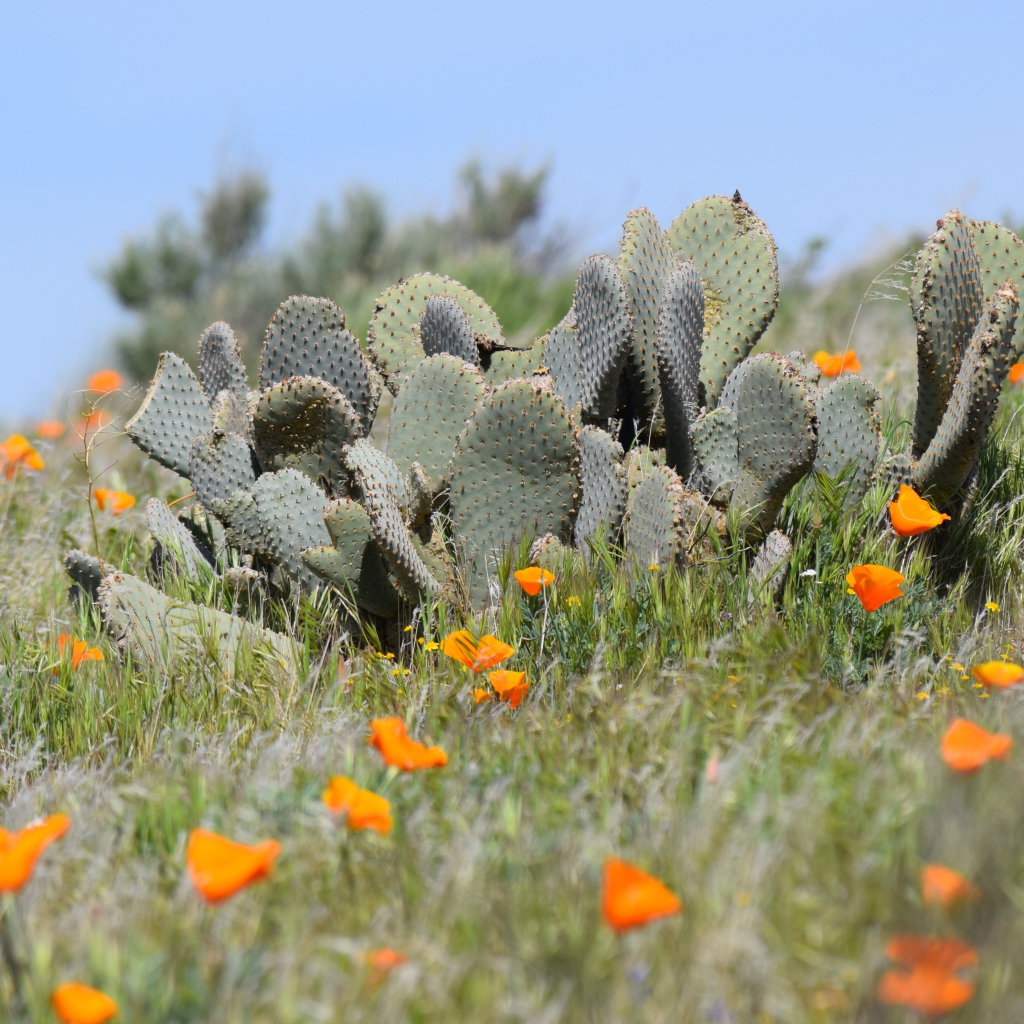 Дикий пустынный кактус и желтые маки  в Калифорнии 