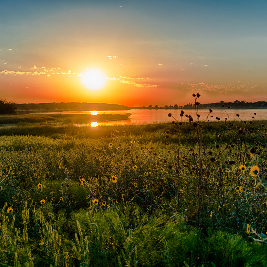 Полевые цветы на закате солнца над озером