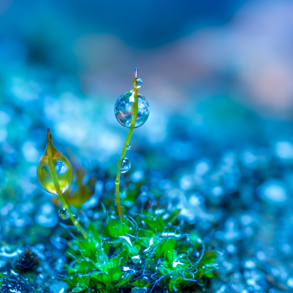 Молодой зеленый росток травы в каплях росы