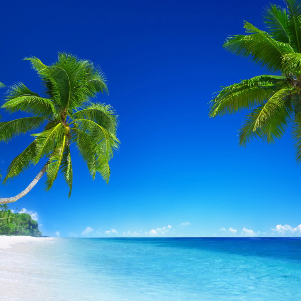 Зеленые пальмы на фоне голубого горизонта 