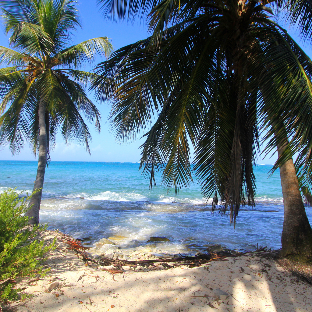Пальмы на тропическом берегу у бушующего океана