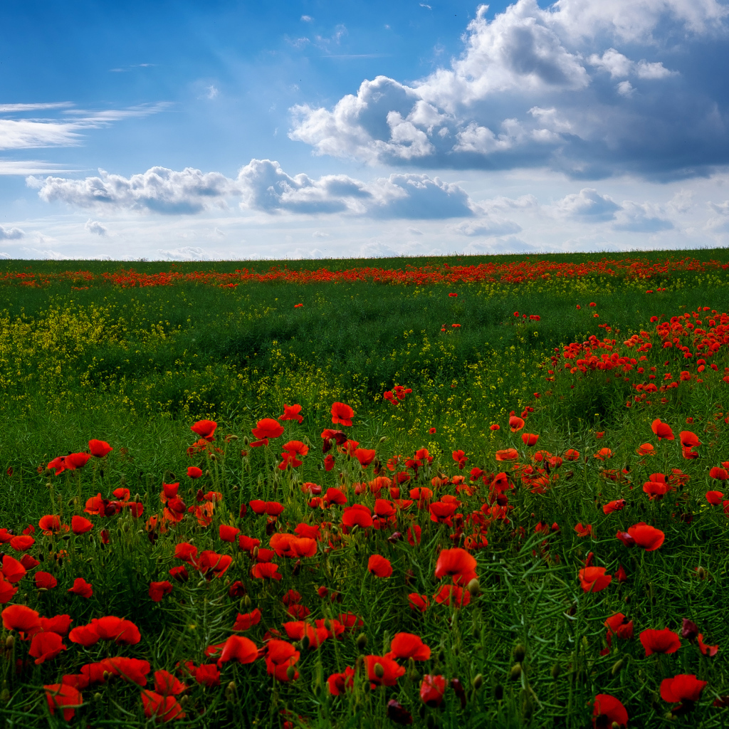 Поле красивых красных маков под голубым небом летом
