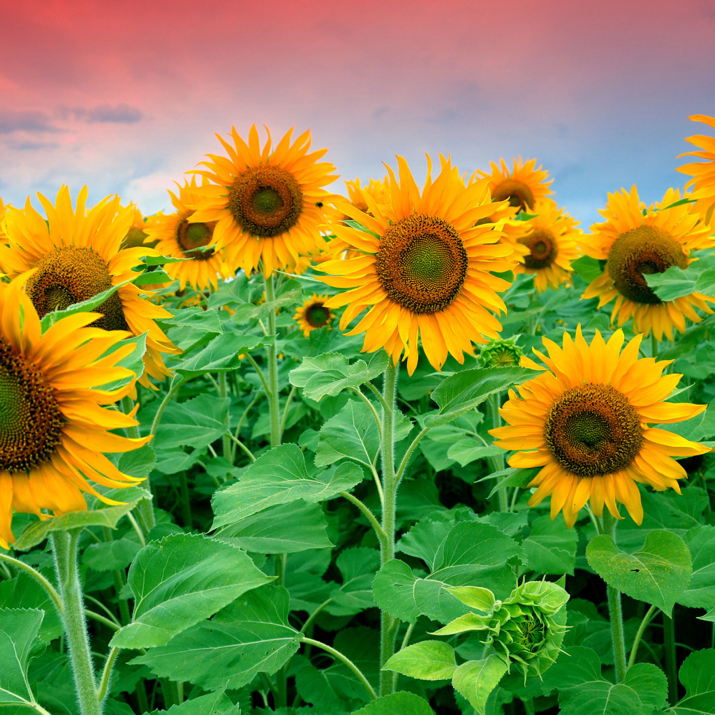 Цветущие подсолнухи в поле под красивым небом 