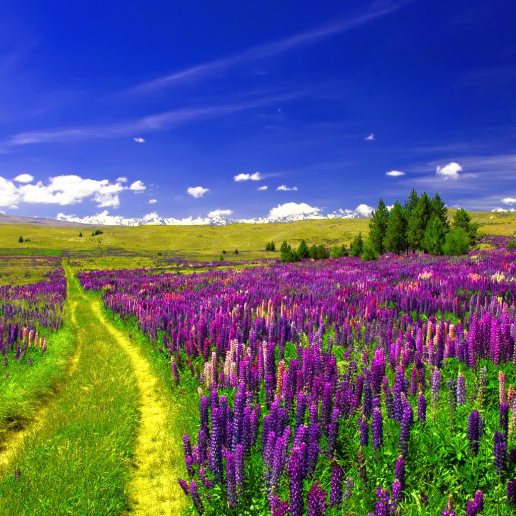 Поле люпинов под голубым небом 