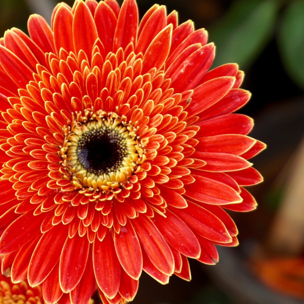 Одна прекрасная оранжевая гербера 