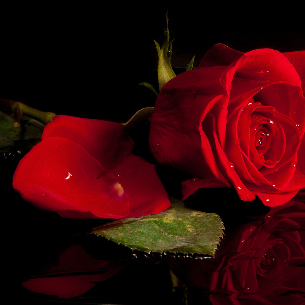 Красивая красная роза отражается в воде 