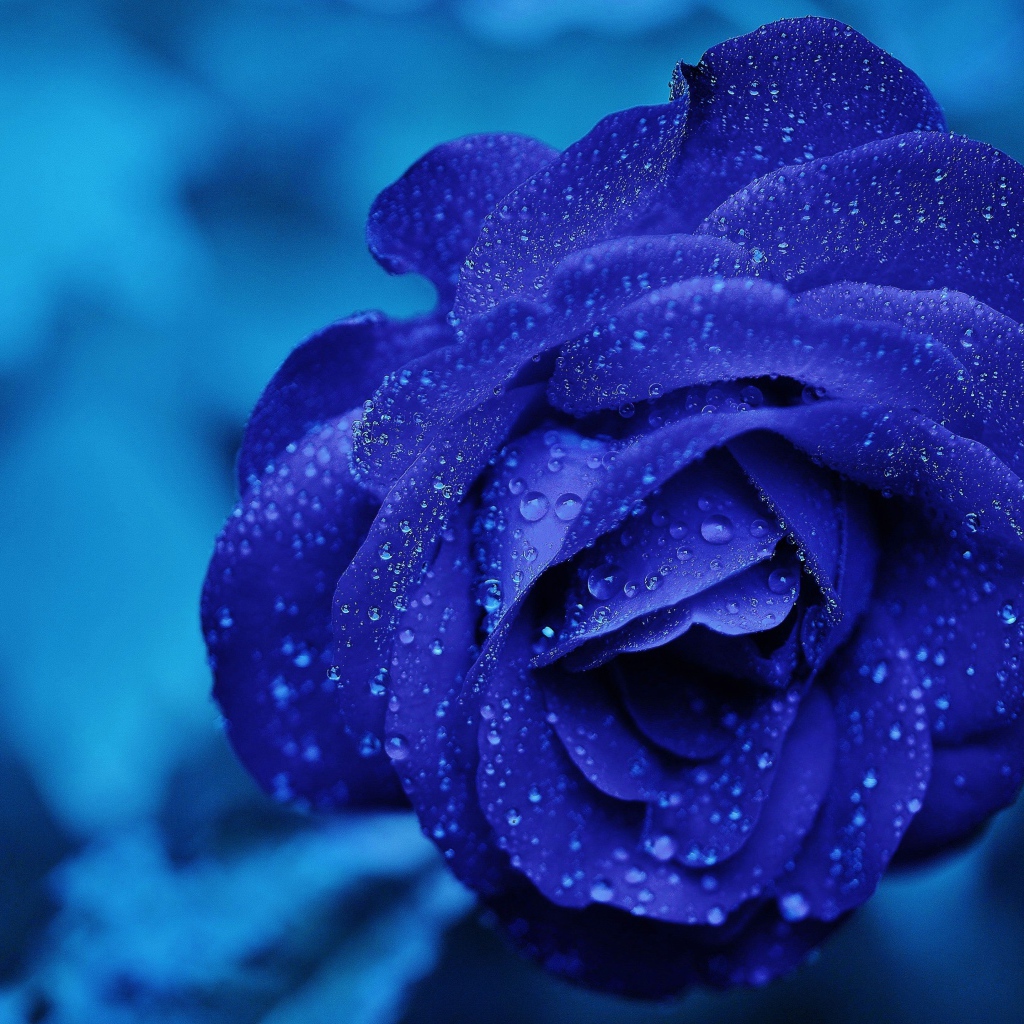 Голубая роза в капельках росы 