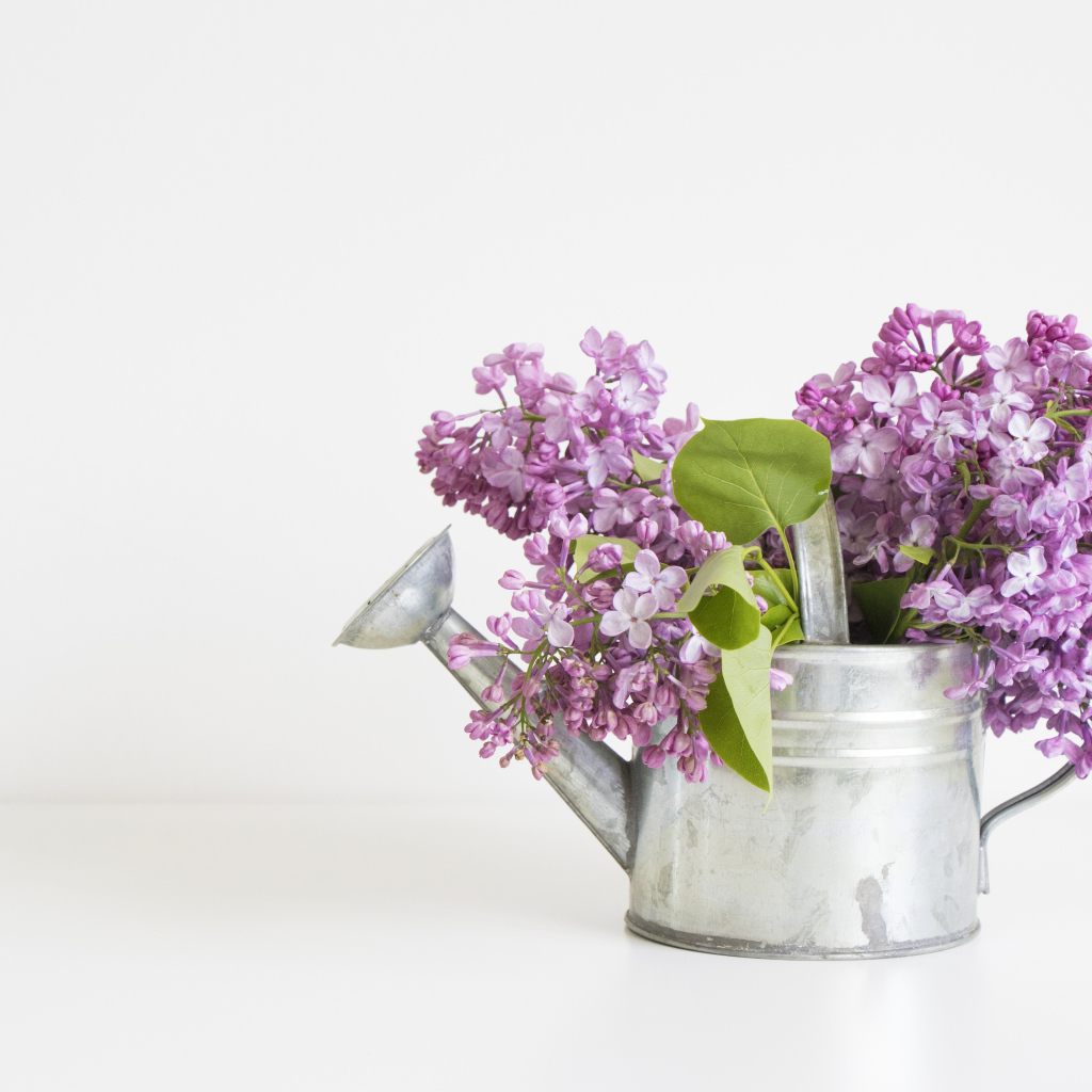 Букет сирени в лейке на сером фоне