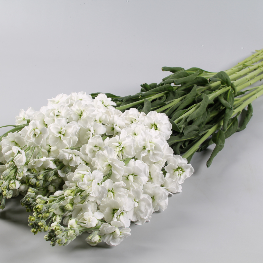 Букет белых цветов левкой на сером фоне