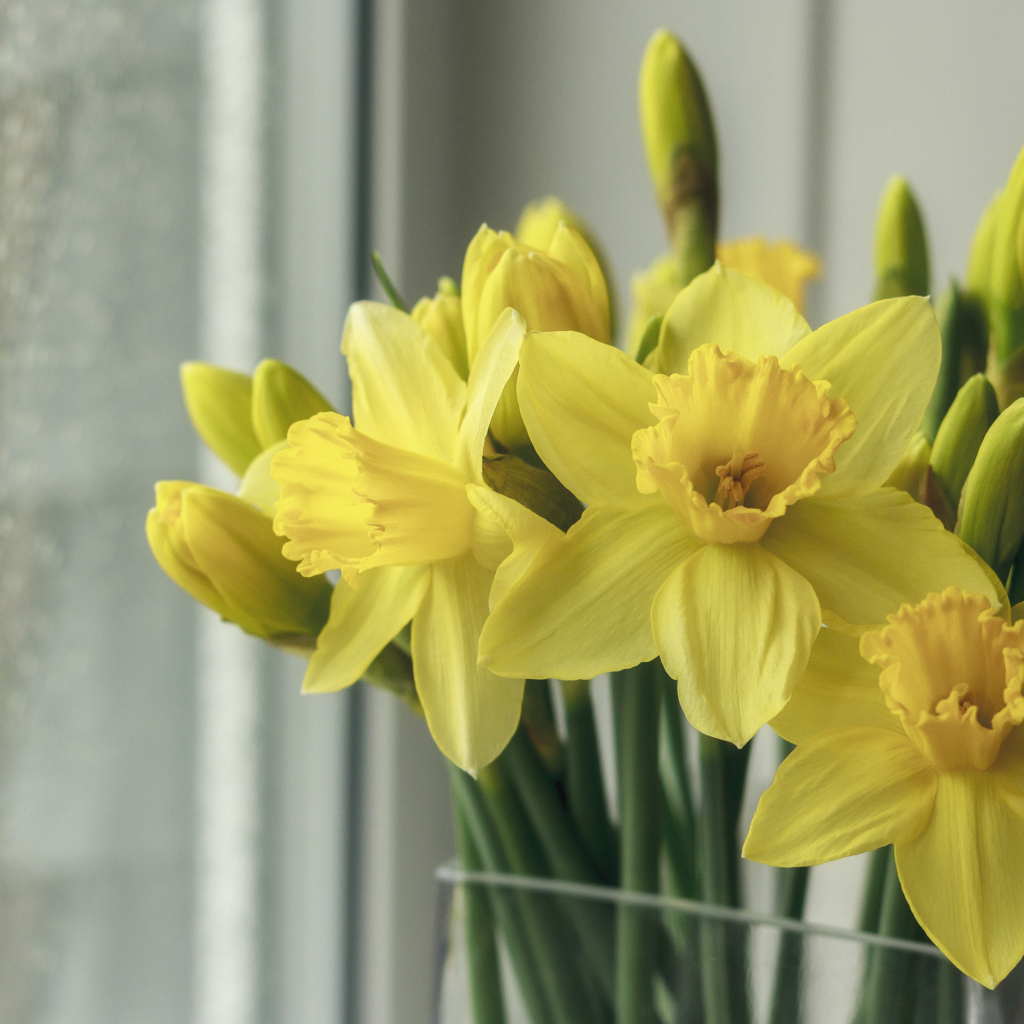 Букет желтых нарциссов в вазе у окна