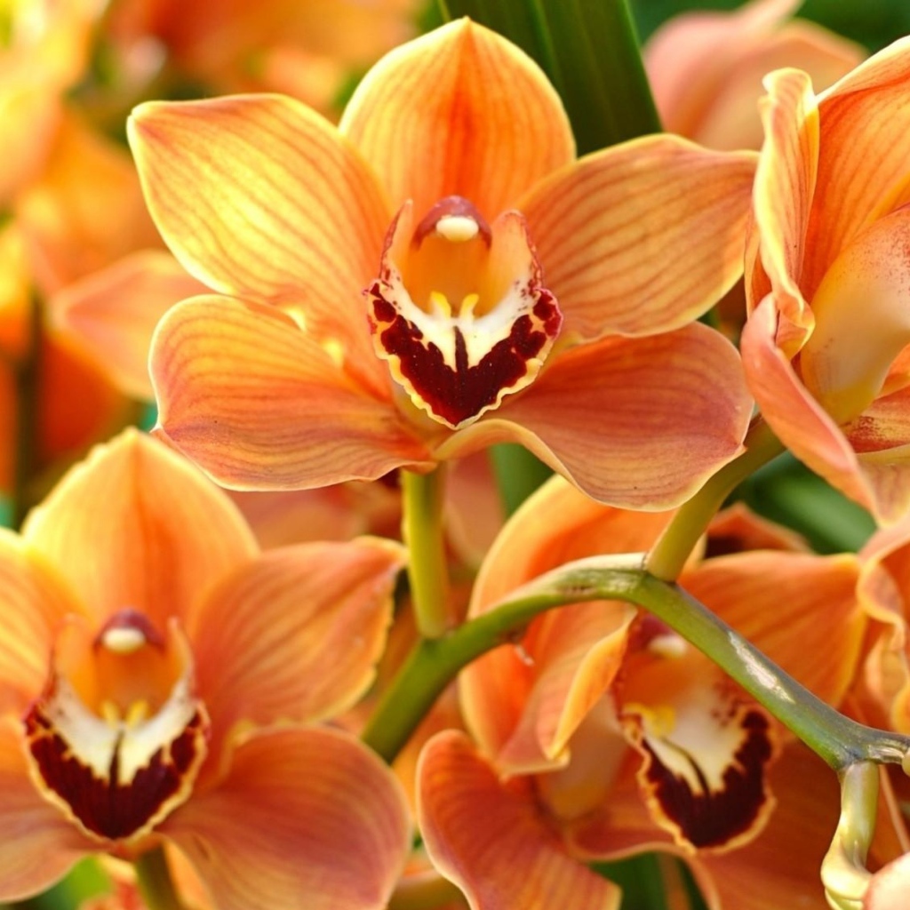 Ветка красивой экзотической оранжевой орхидеи