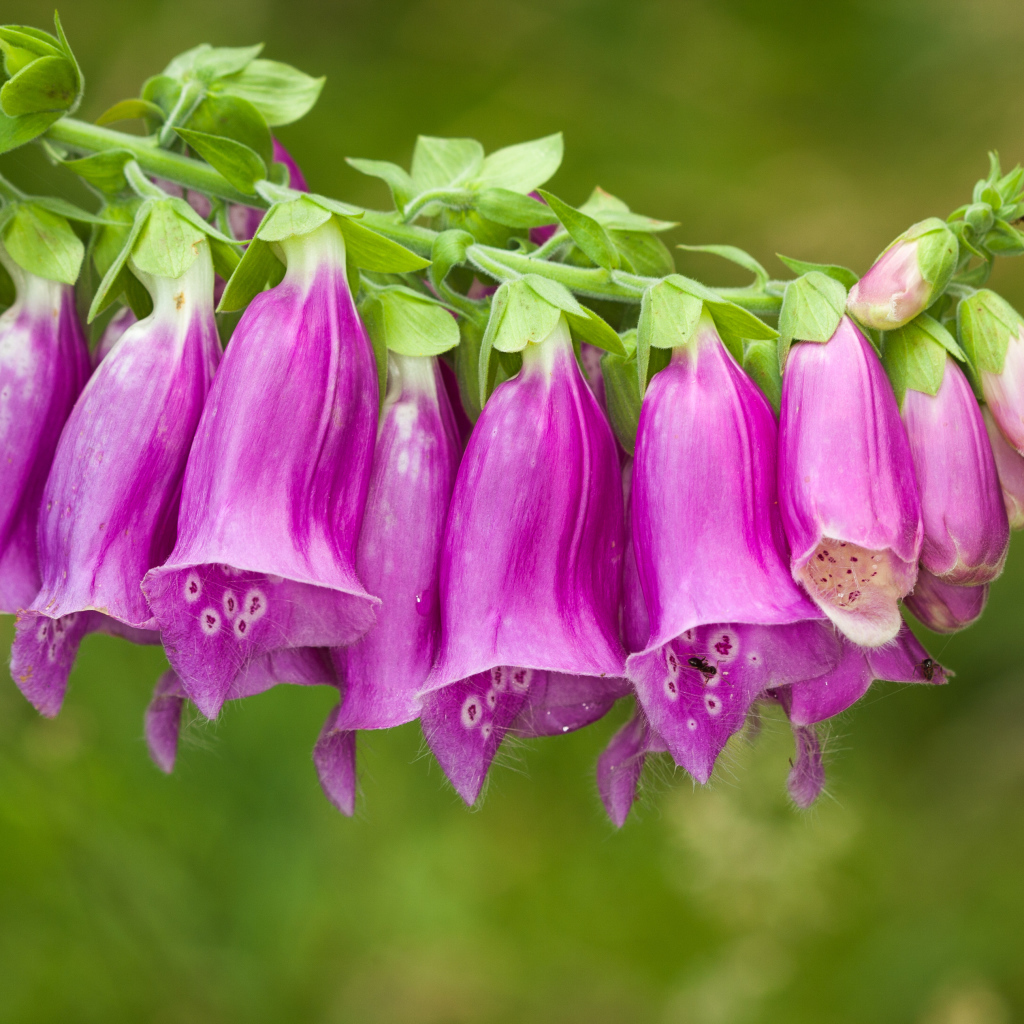 Веточка красивых фиолетовых цветов колокольчиков