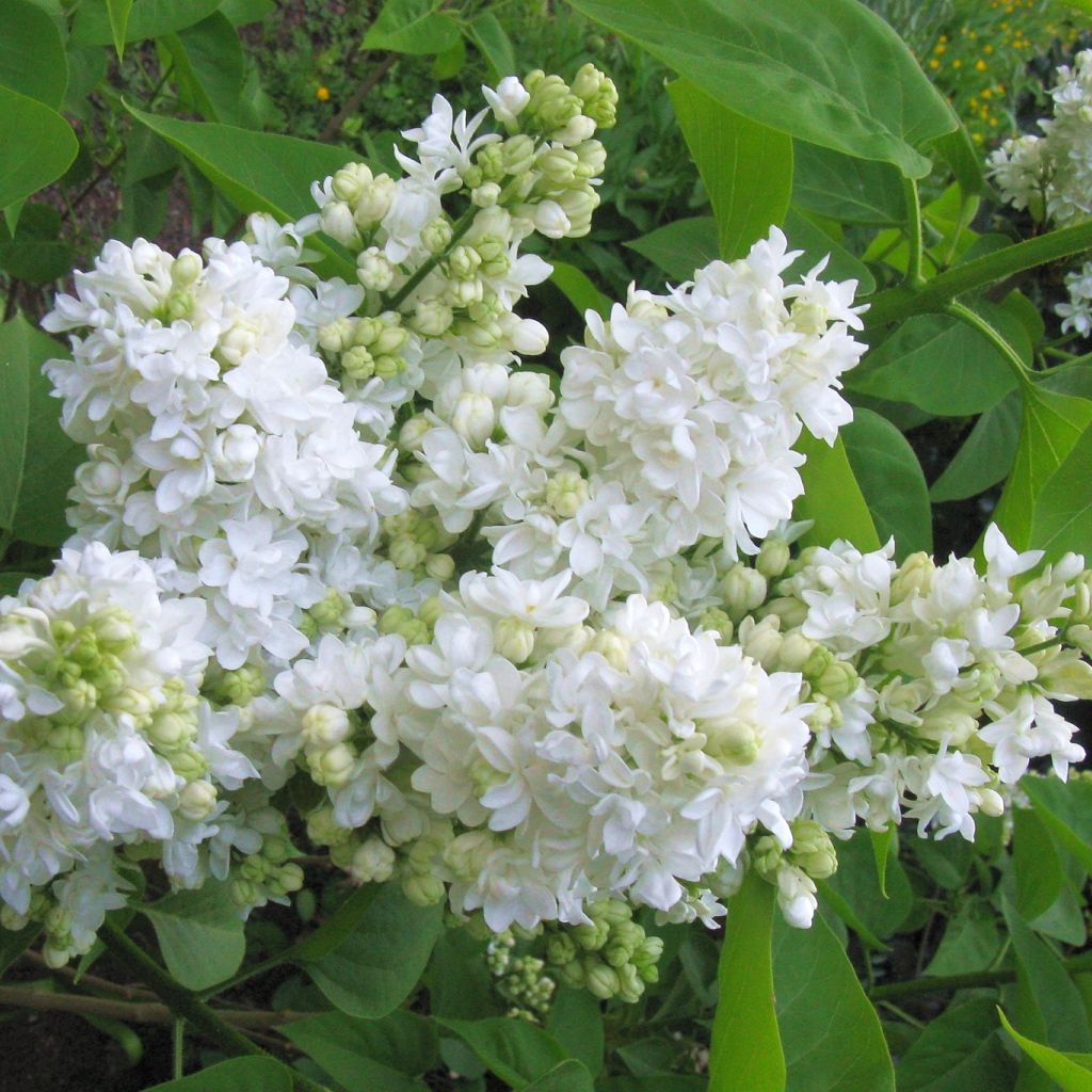 Ветка нежной сирени белого цвета