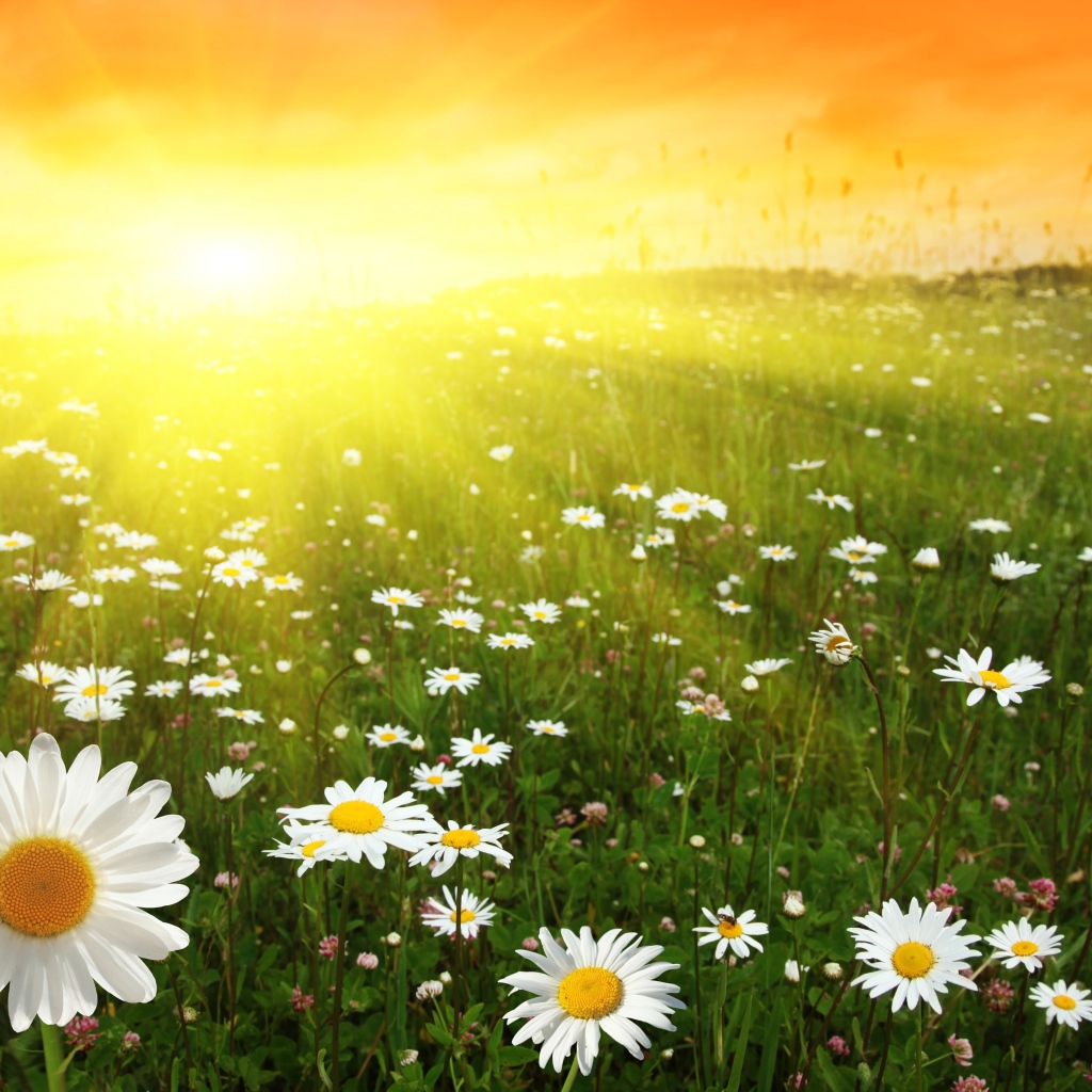Ромашковое поле в лучах солнца на рассвете