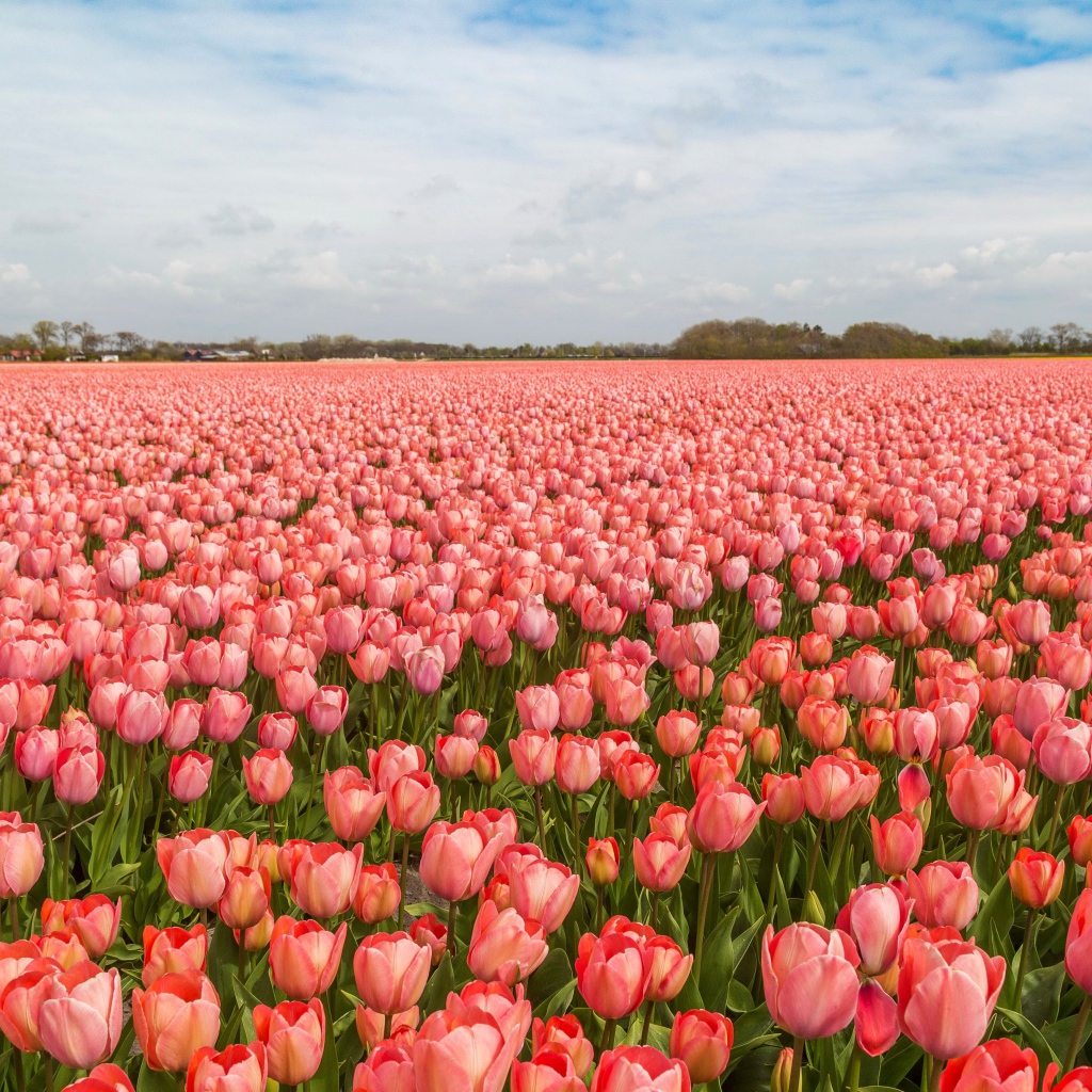 Поле красивых розовых тюльпанов под голубым небом