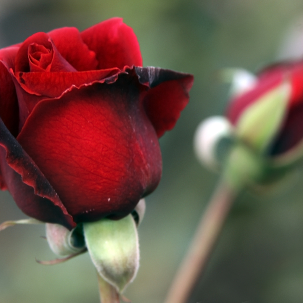Цветок красной розы с бутоном крупным планом